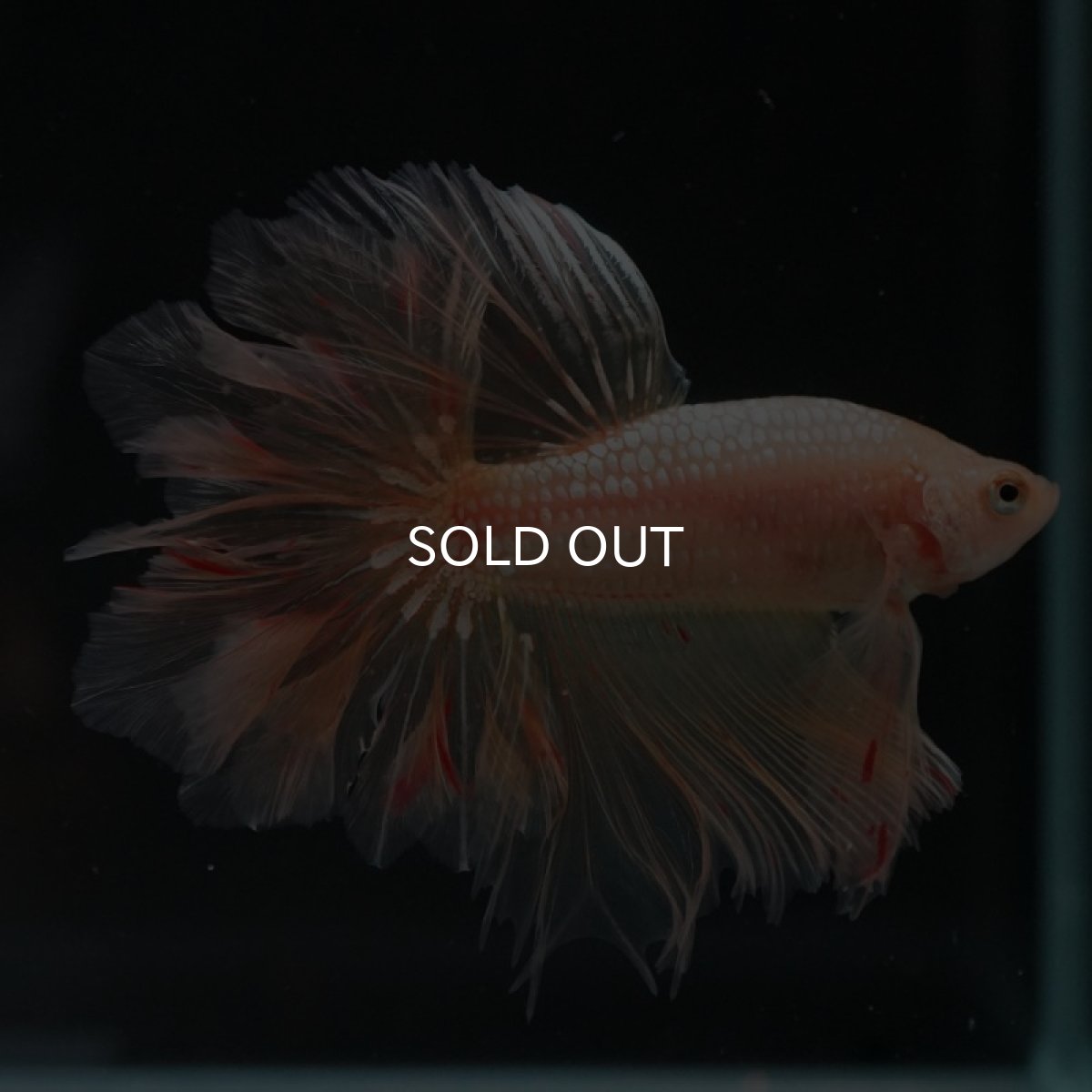 画像17: HM ゴールドバンダ フェザーテール (17)