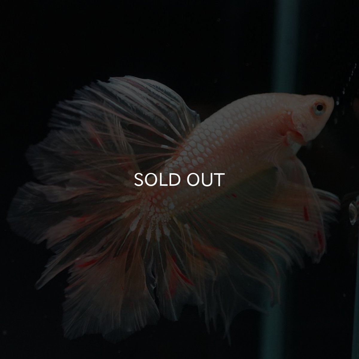 画像15: HM ゴールドバンダ フェザーテール (15)