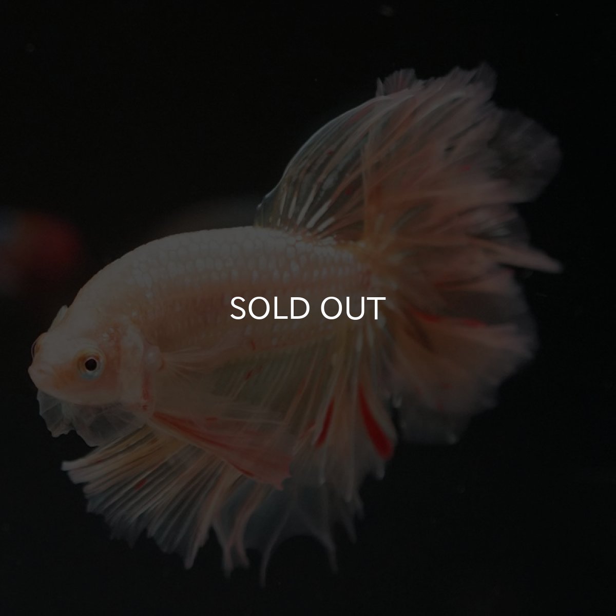 画像13: HM ゴールドバンダ フェザーテール (13)