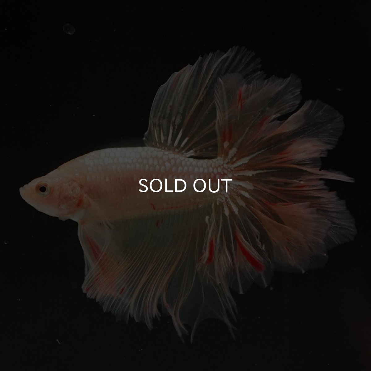 画像11: HM ゴールドバンダ フェザーテール (11)