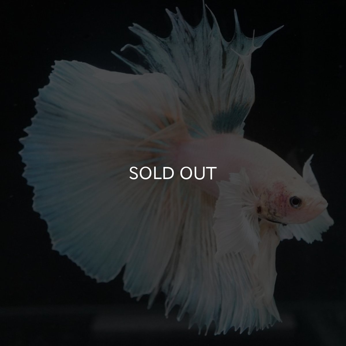 画像5: HM　ホワイトファンシーダンボ (5)