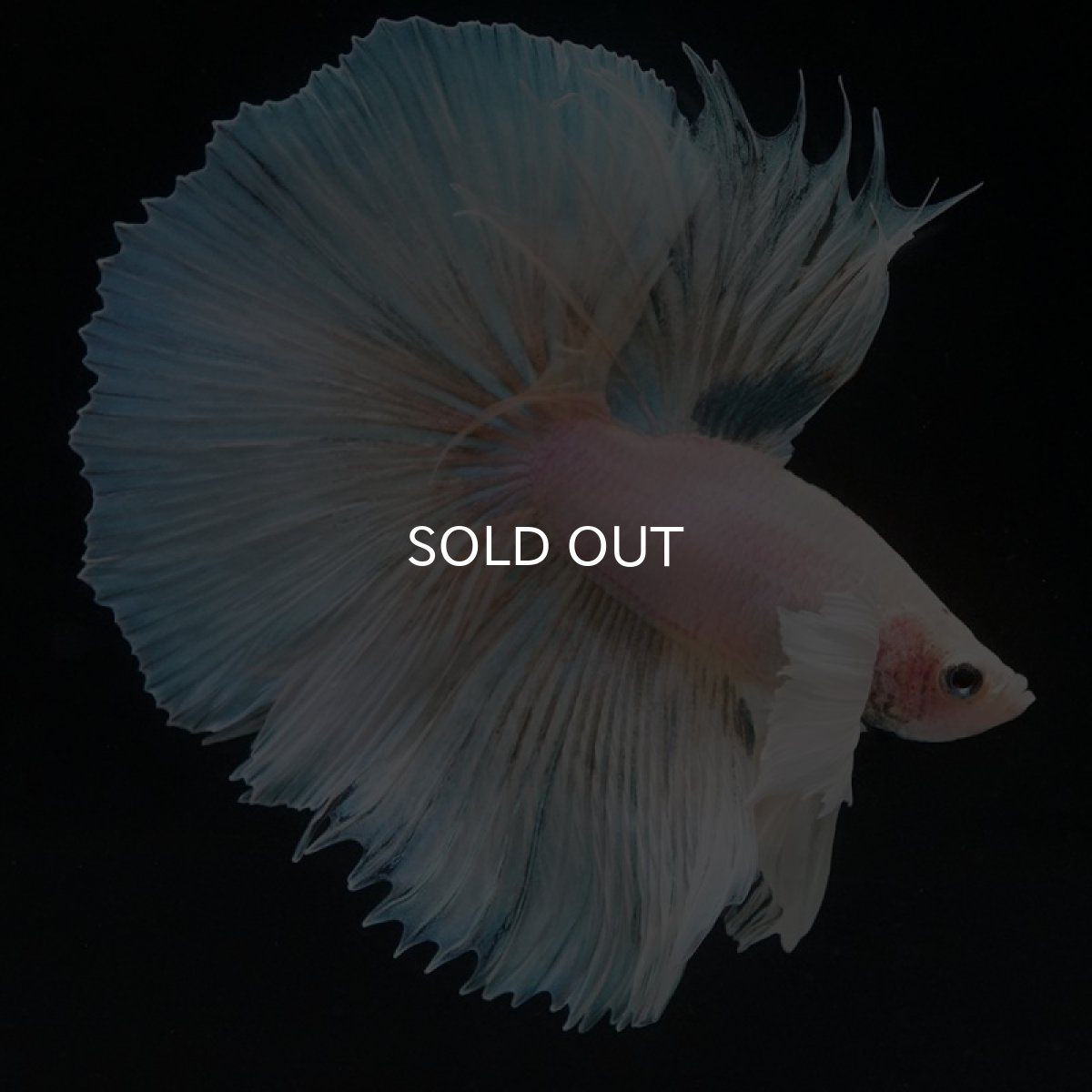 画像3: HM　ホワイトファンシーダンボ (3)