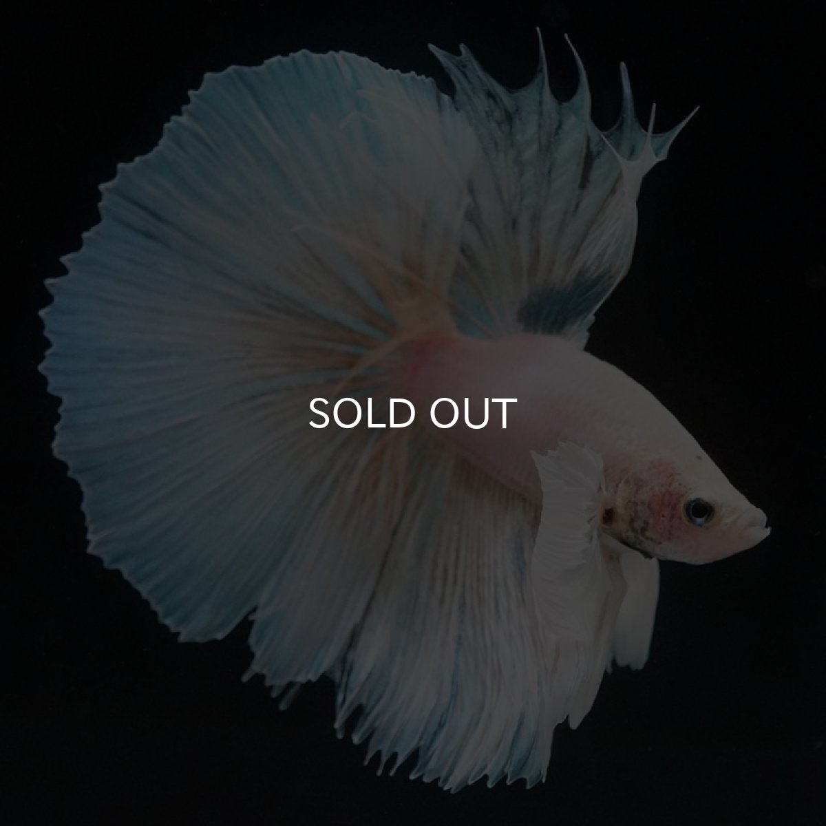 画像2: HM　ホワイトファンシーダンボ (2)