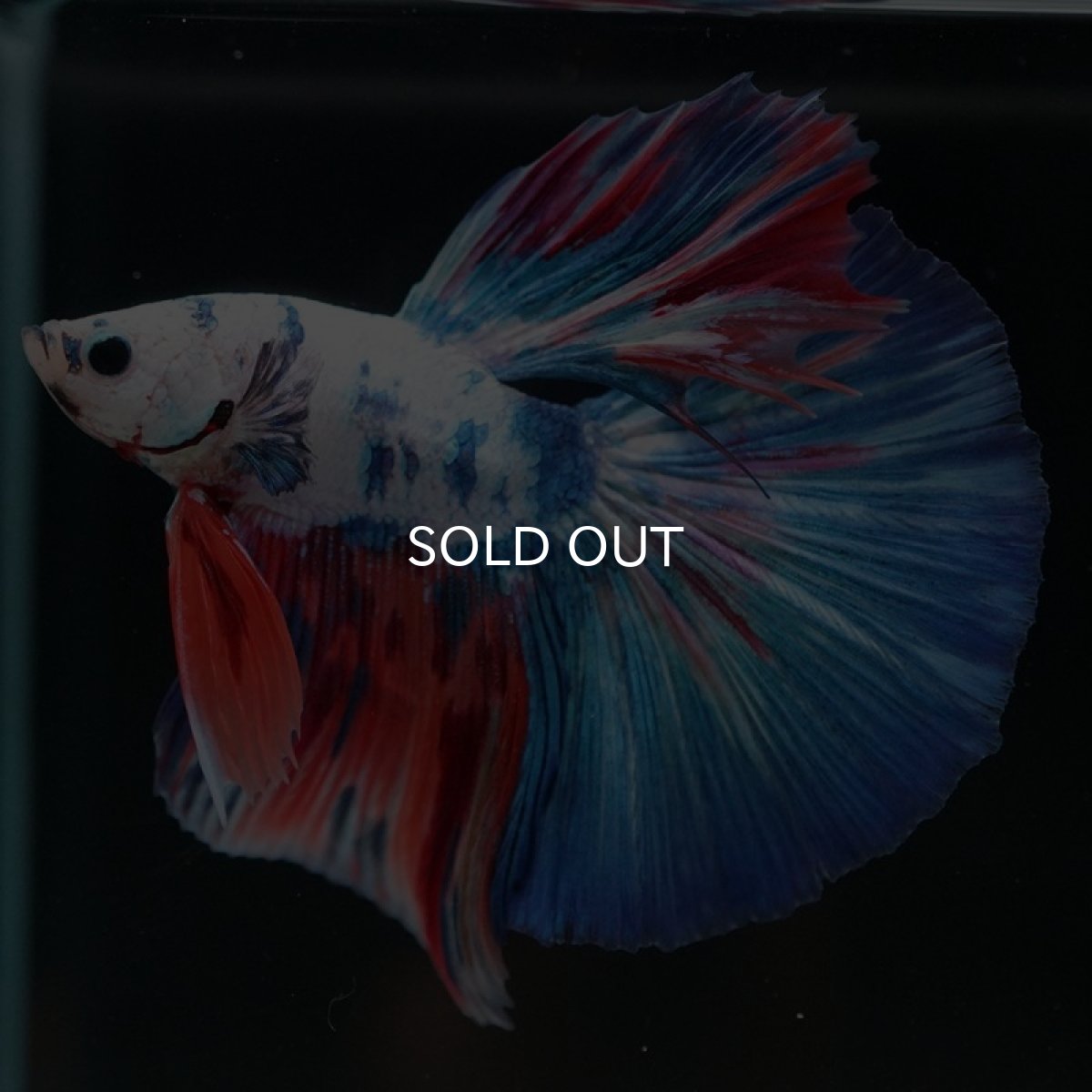 画像4: HM  ホワイトファンシー (4)