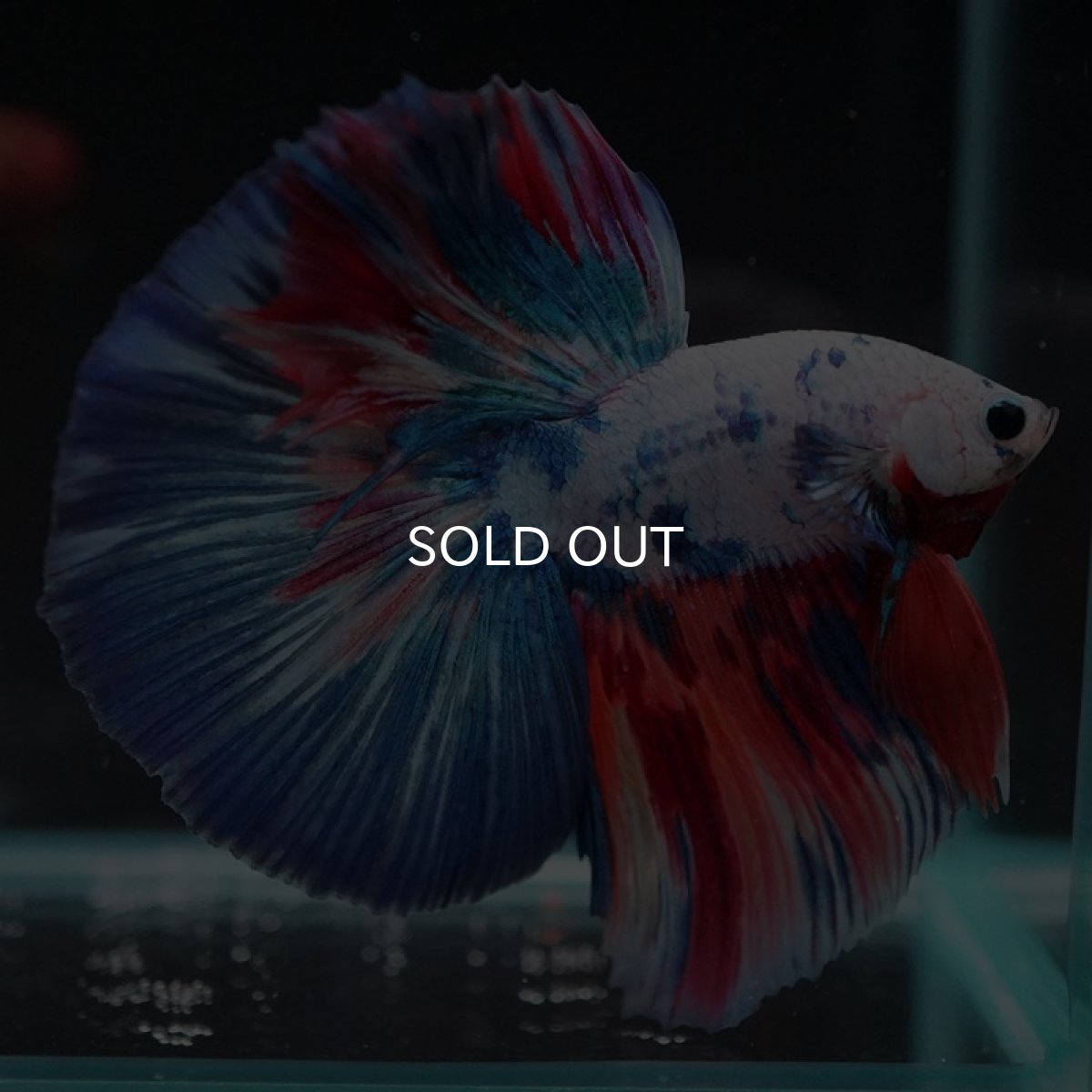 画像3: HM  ホワイトファンシー (3)