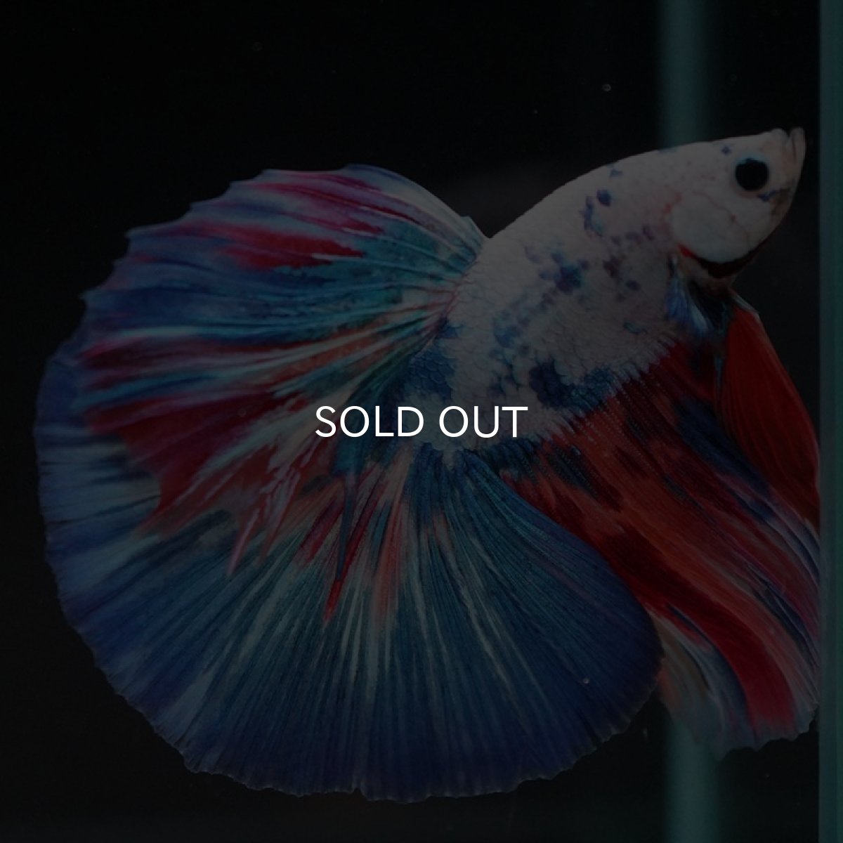 画像2: HM  ホワイトファンシー (2)