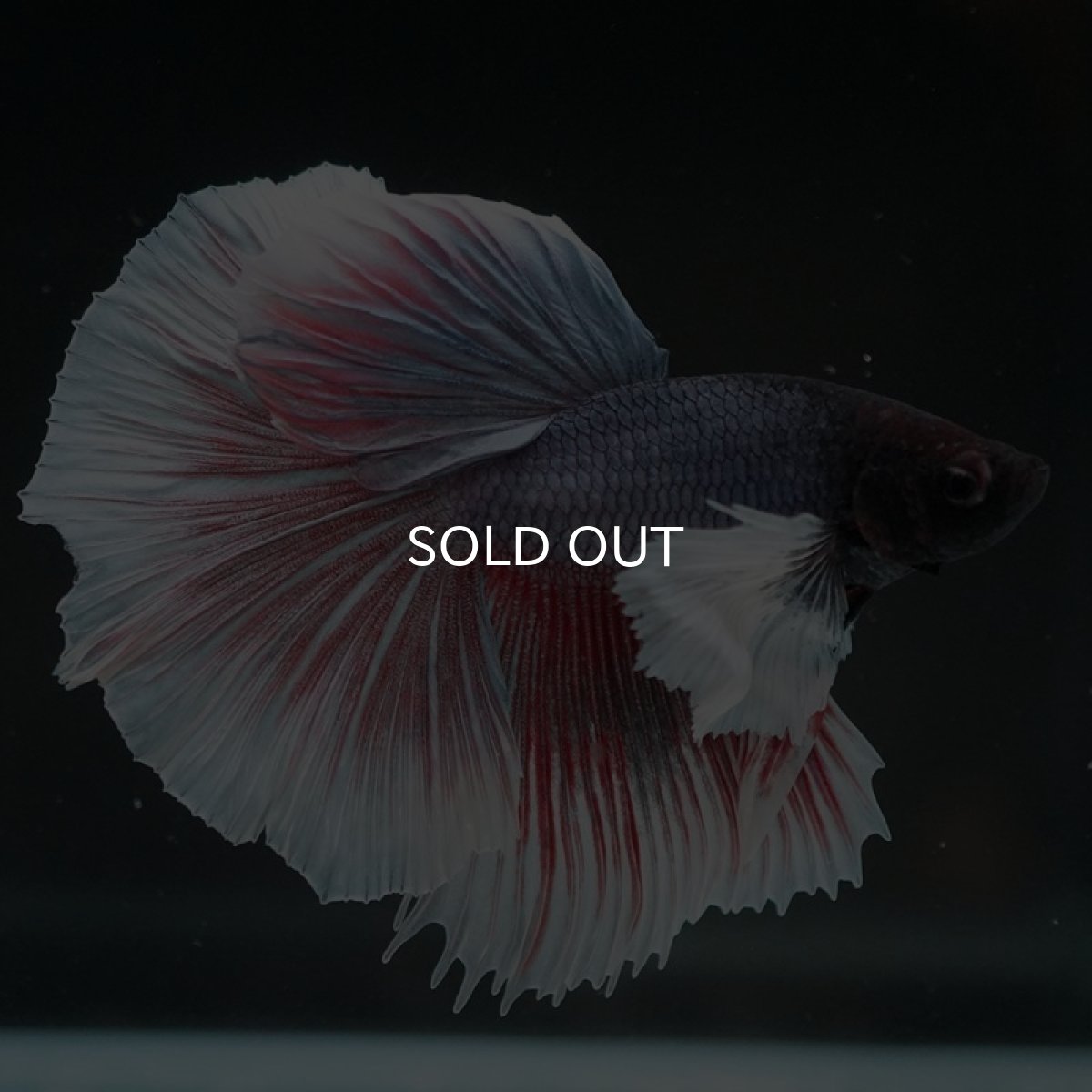 画像7: HM  ダンボ　 (7)