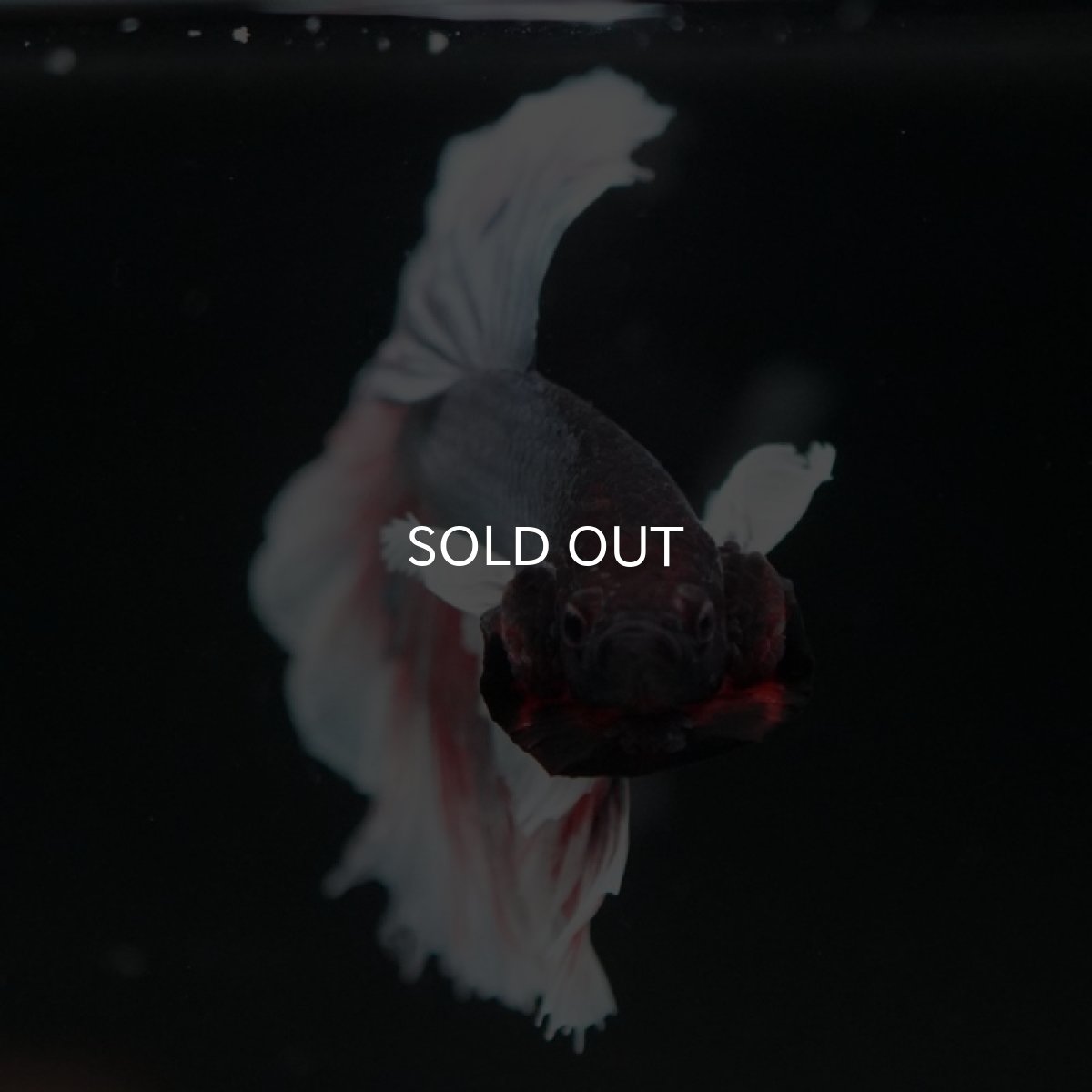 画像6: HM  ダンボ　 (6)