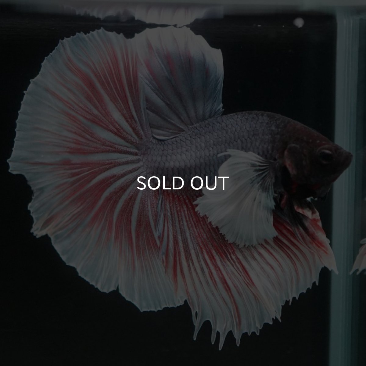 画像5: HM  ダンボ　 (5)