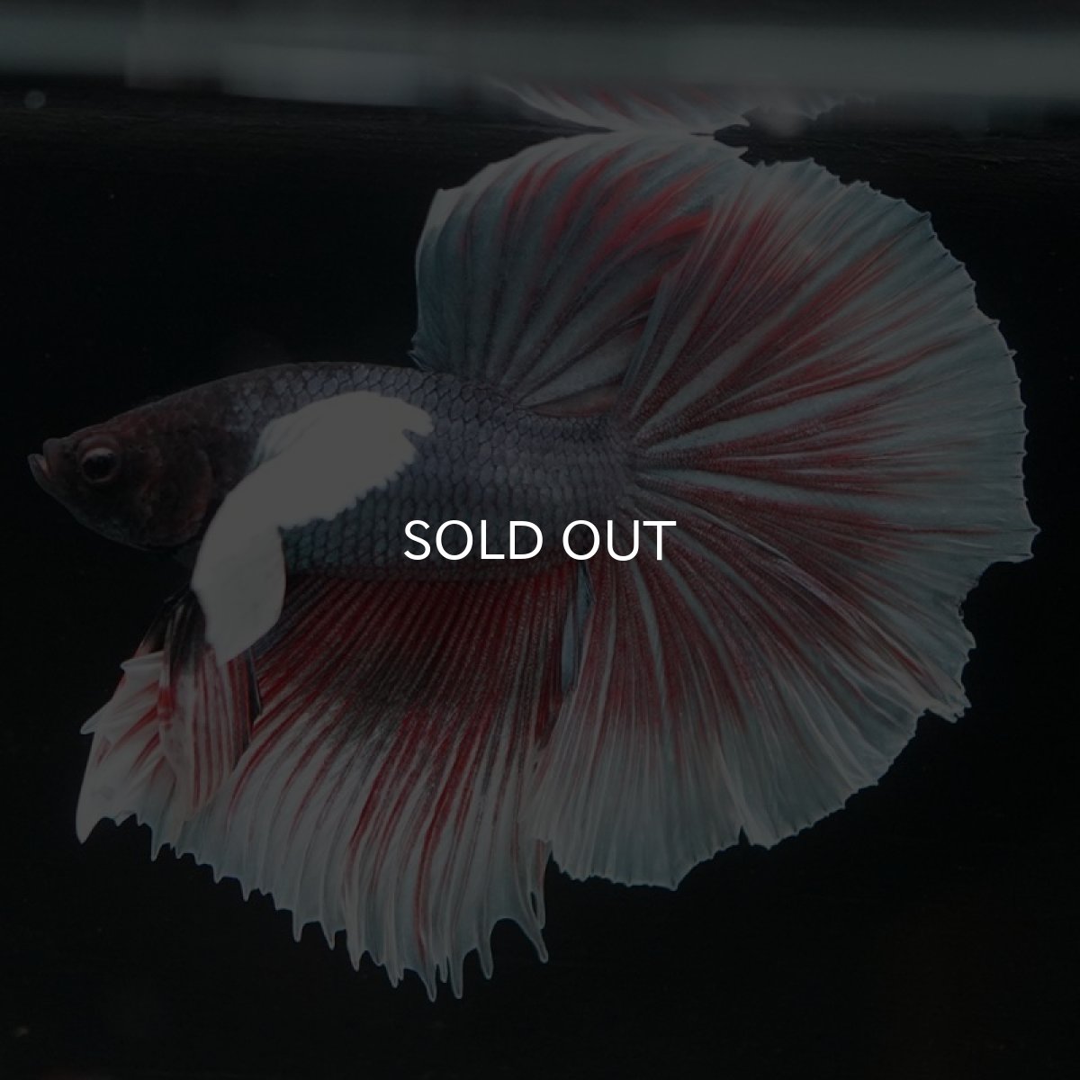 画像4: HM  ダンボ　 (4)