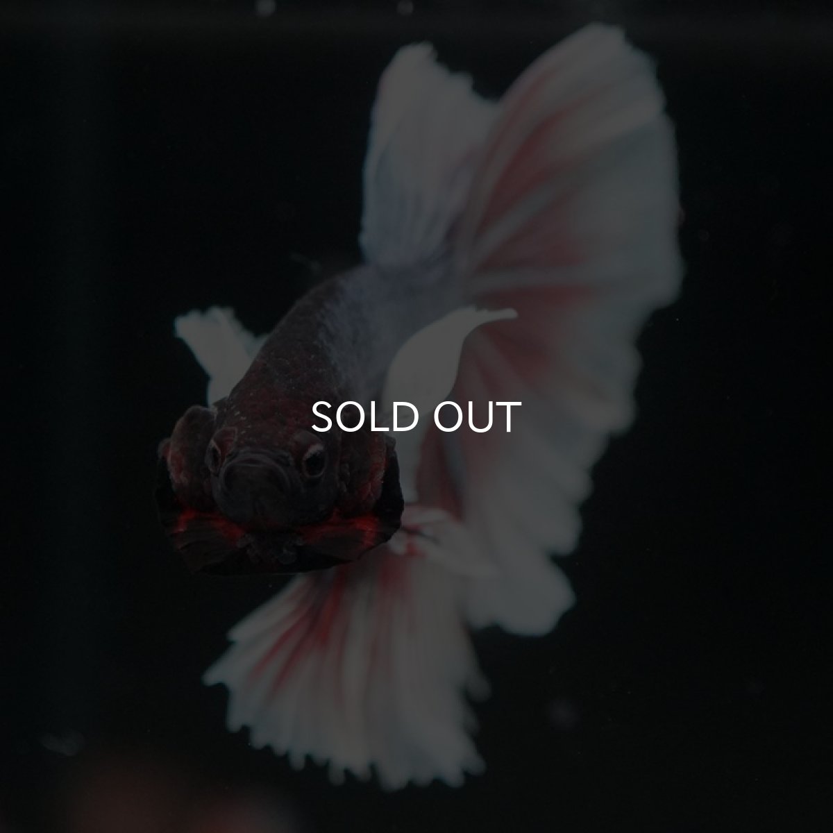 画像3: HM  ダンボ　 (3)