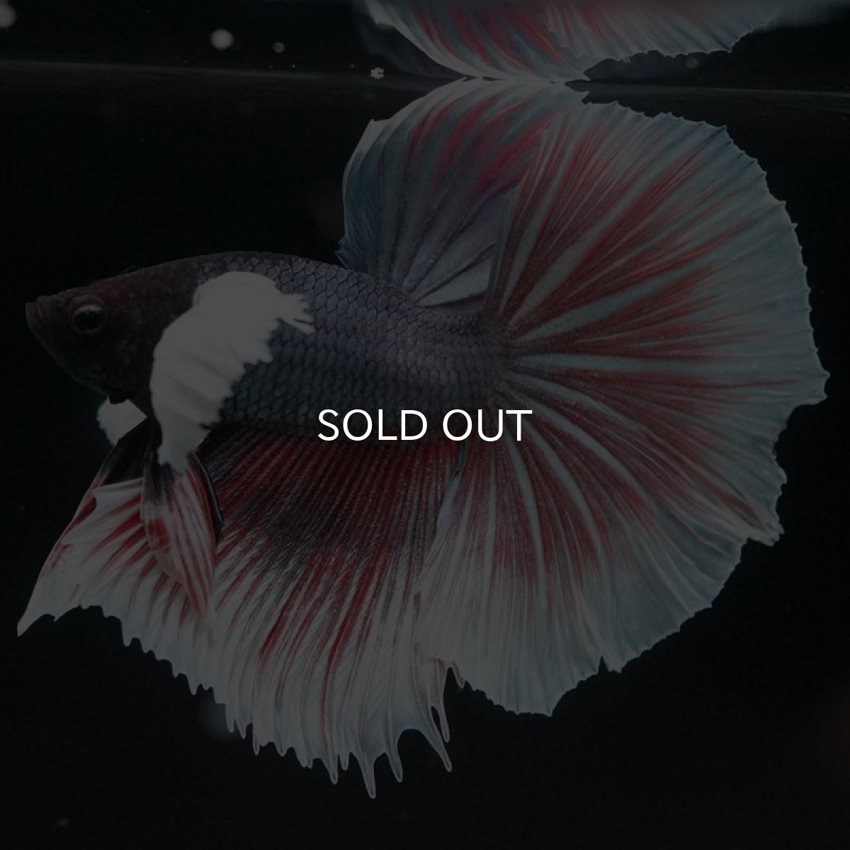 画像8: HM  ダンボ　 (8)