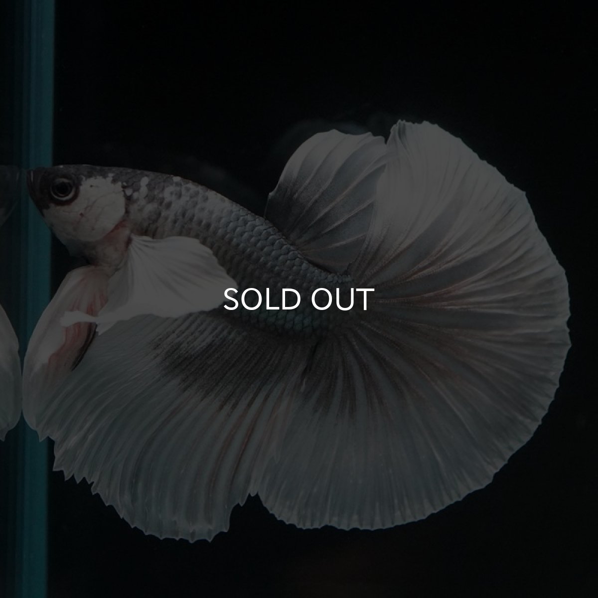 画像8: HM  グレイ ダンボ ホワイトフェイス (8)