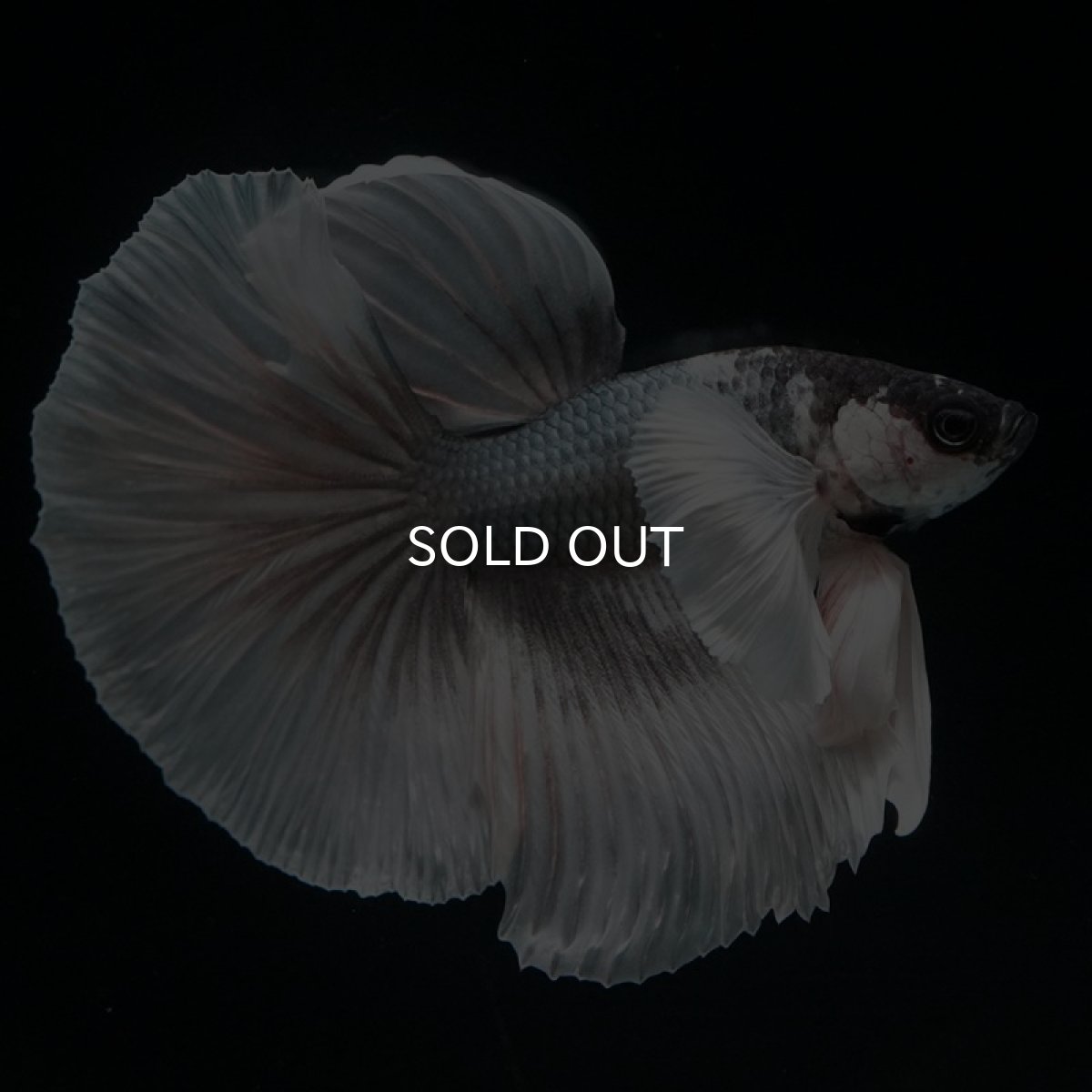 画像2: HM  グレイ ダンボ ホワイトフェイス (2)