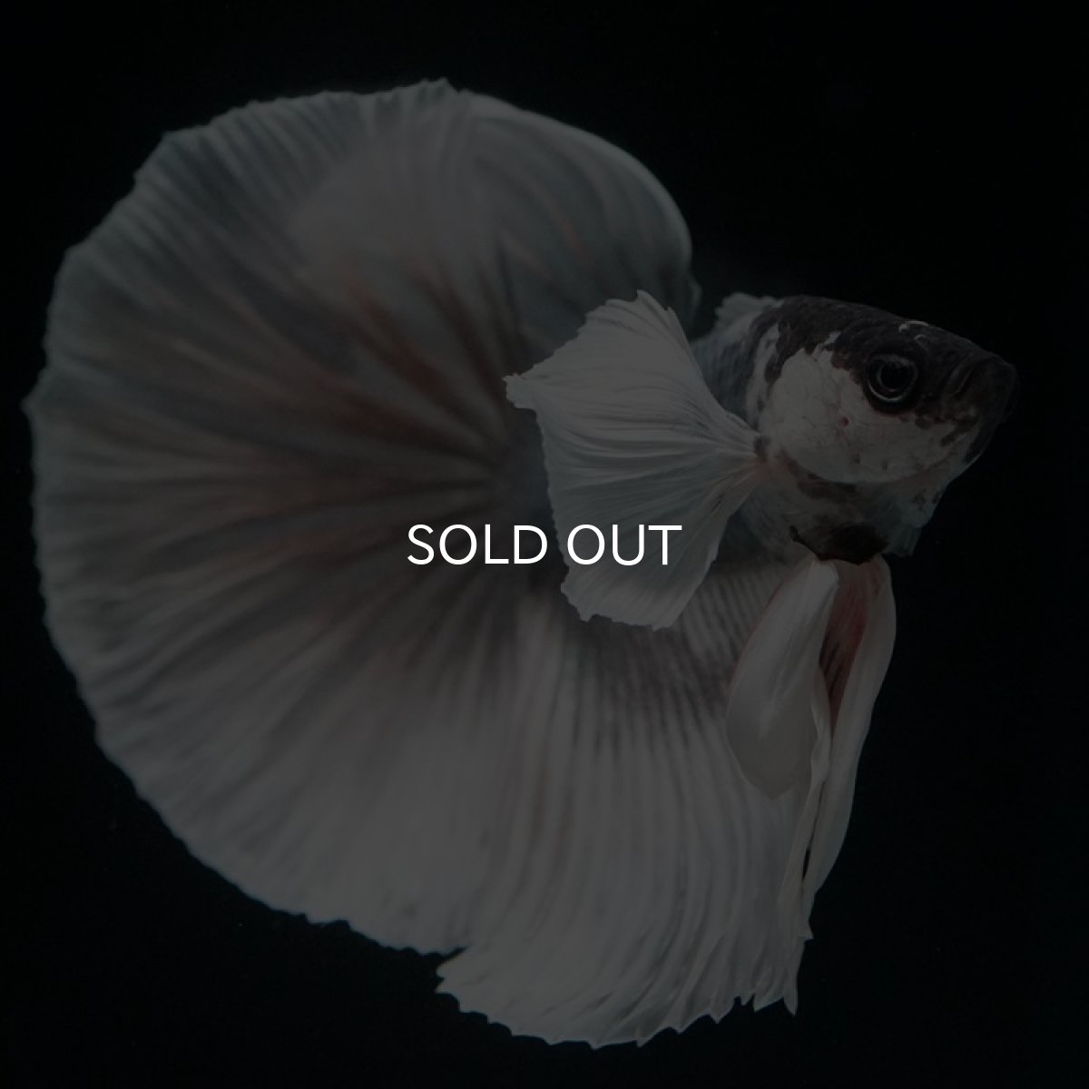 画像7: HM  グレイ ダンボ ホワイトフェイス (7)