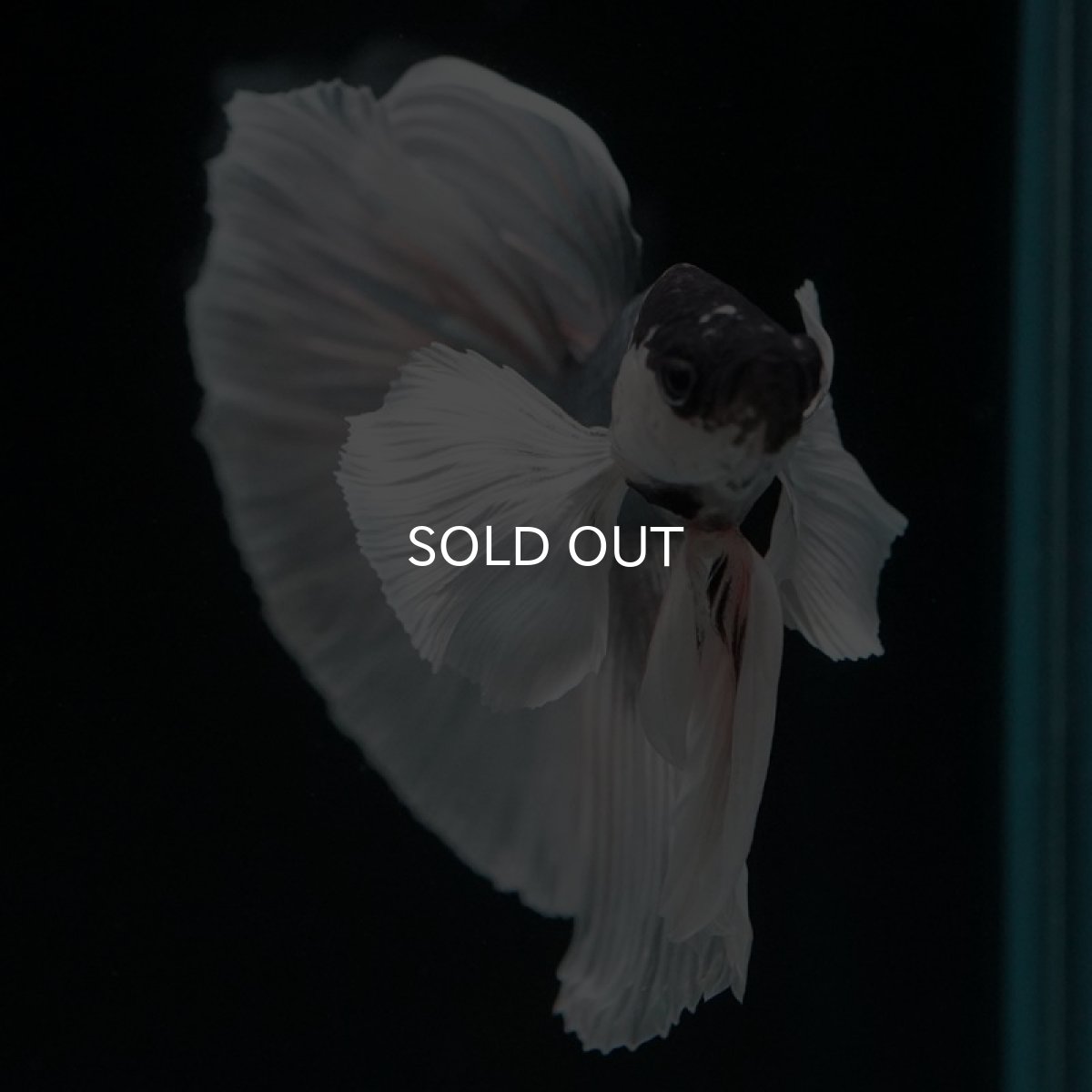 画像6: HM  グレイ ダンボ ホワイトフェイス (6)