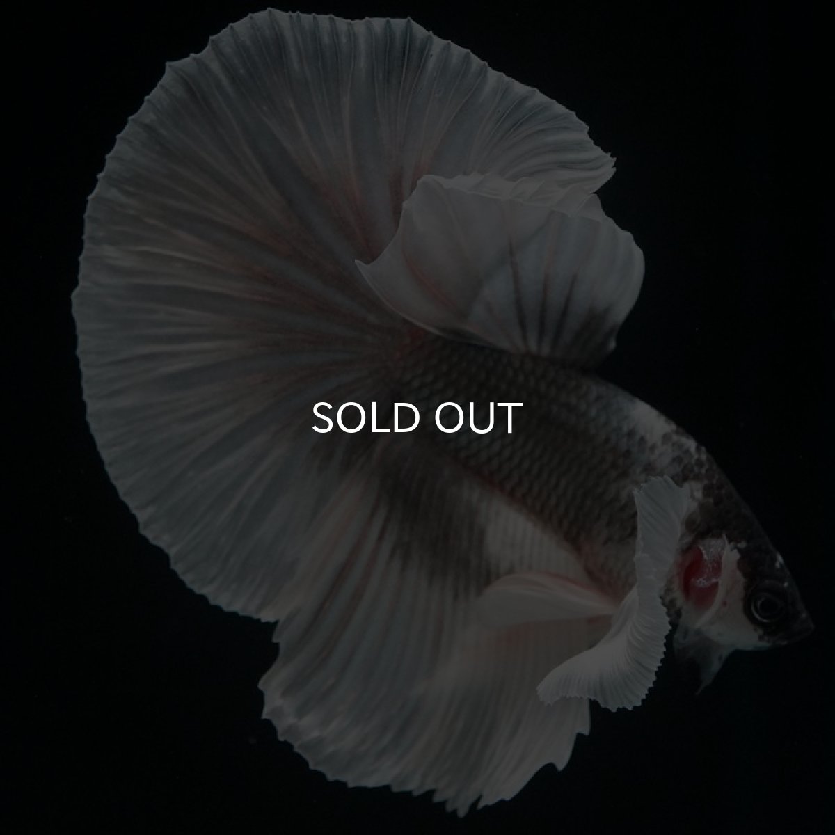 画像5: HM  グレイ ダンボ ホワイトフェイス (5)