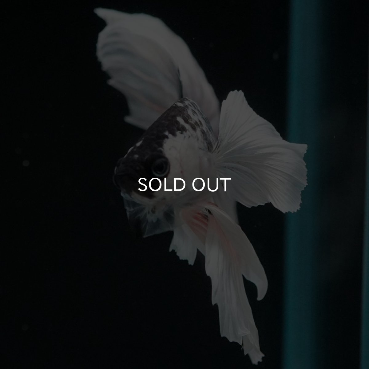 画像4: HM  グレイ ダンボ ホワイトフェイス (4)