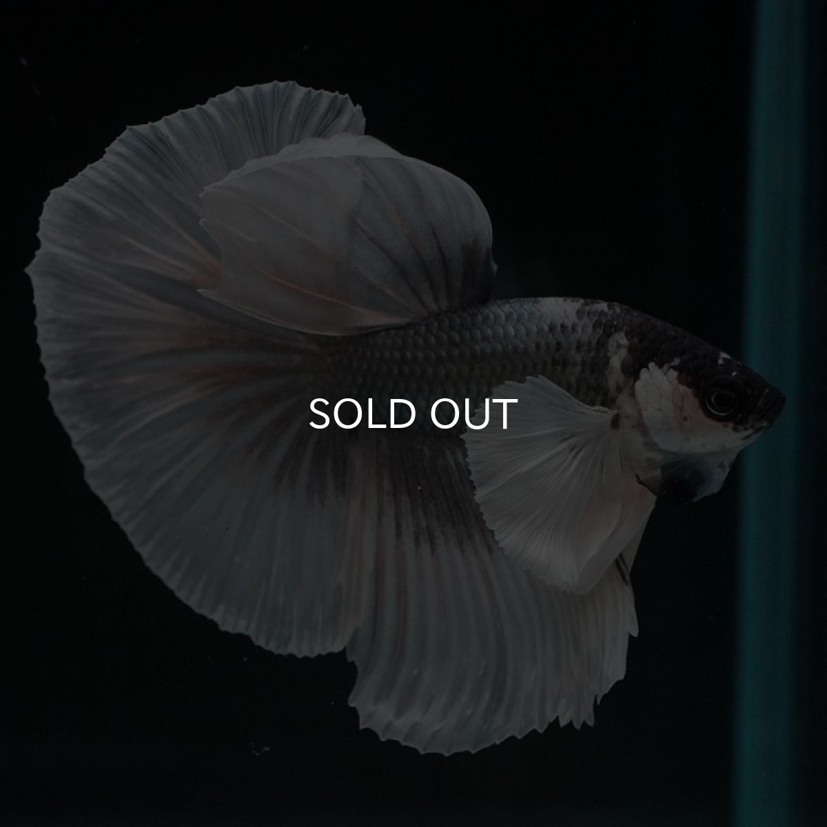 画像3: HM  グレイ ダンボ ホワイトフェイス (3)