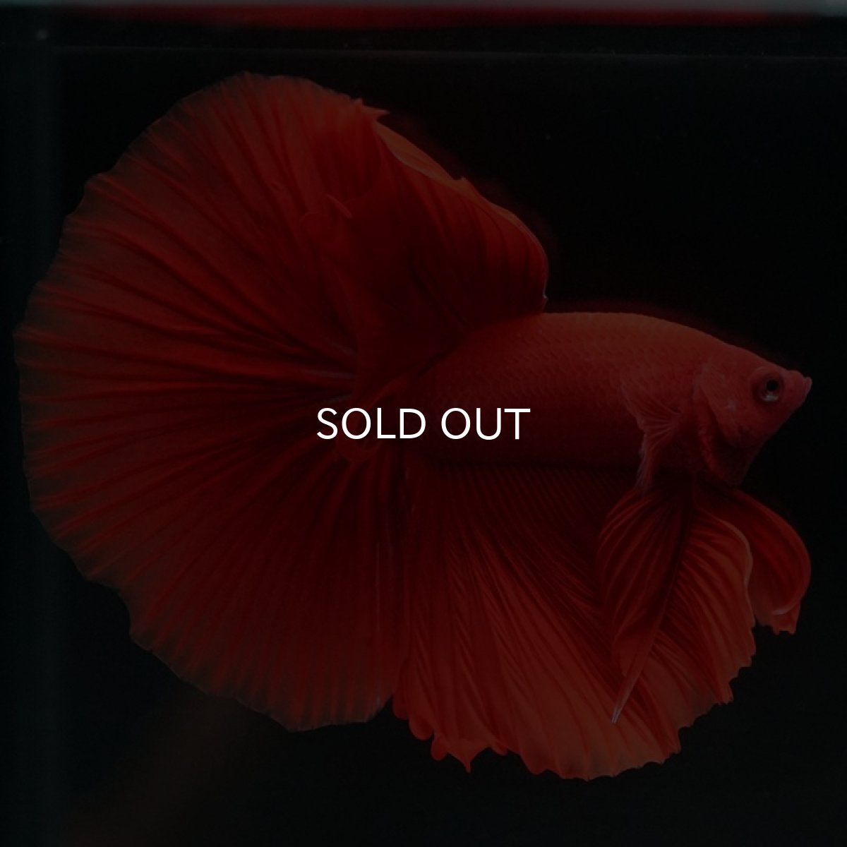 画像3: HM　ソリッドレッド (3)