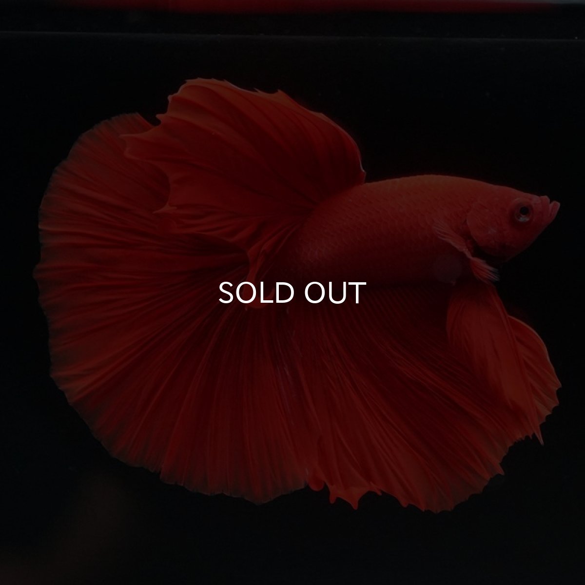 画像2: HM　ソリッドレッド (2)