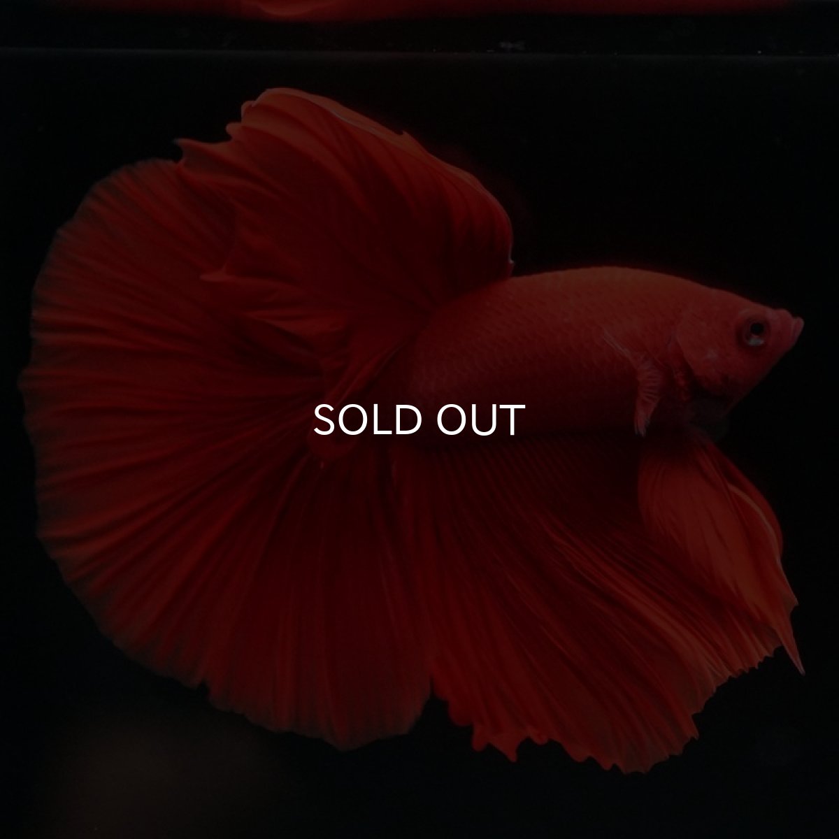 画像5: HM　ソリッドレッド (5)