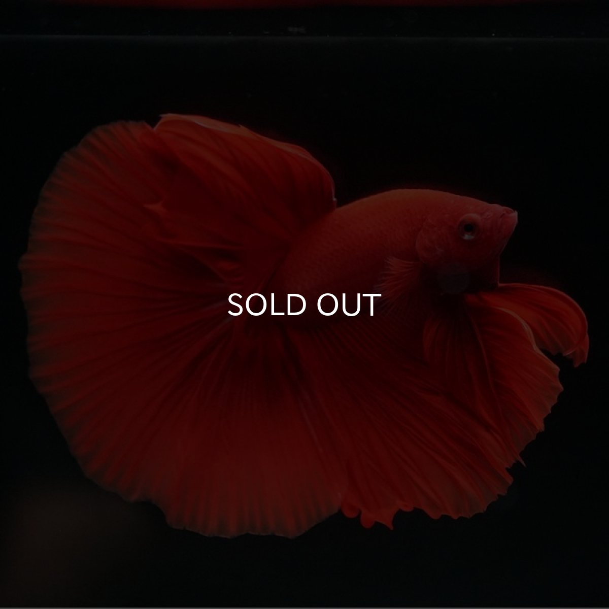 画像10: HM　ソリッドレッド (10)