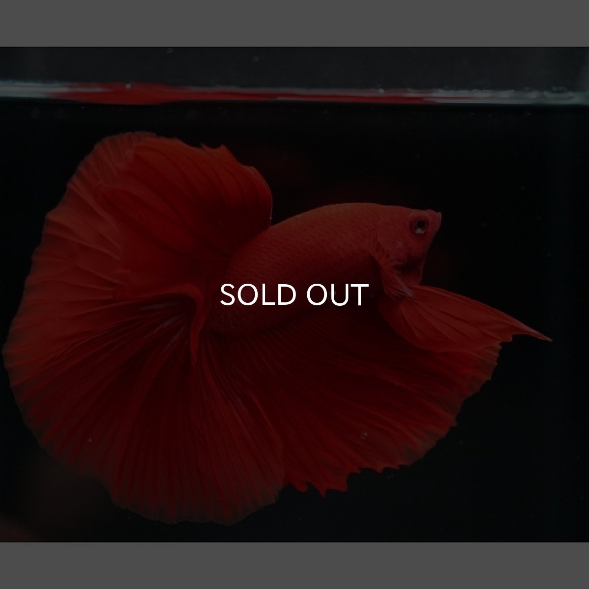 画像9: HM　ソリッドレッド (9)