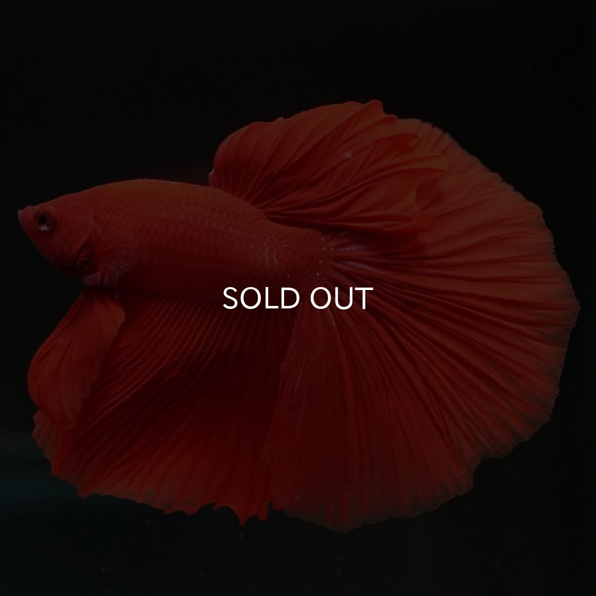 画像8: HM　ソリッドレッド (8)