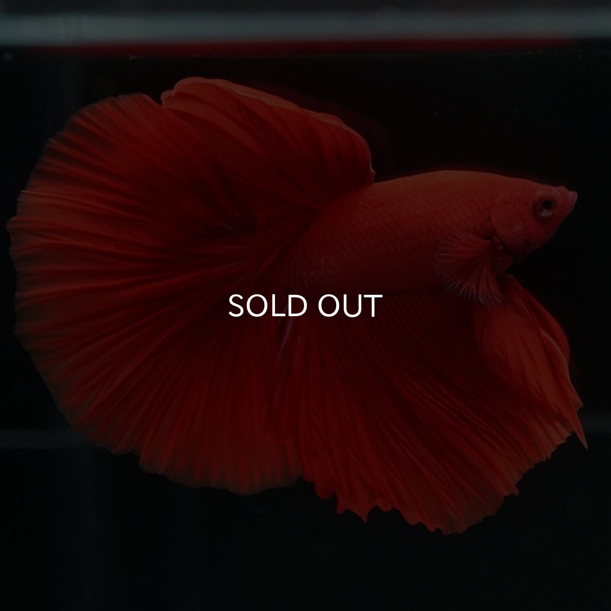 画像7: HM　ソリッドレッド (7)