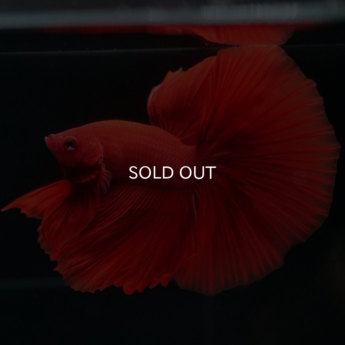 画像6: HM　ソリッドレッド (6)