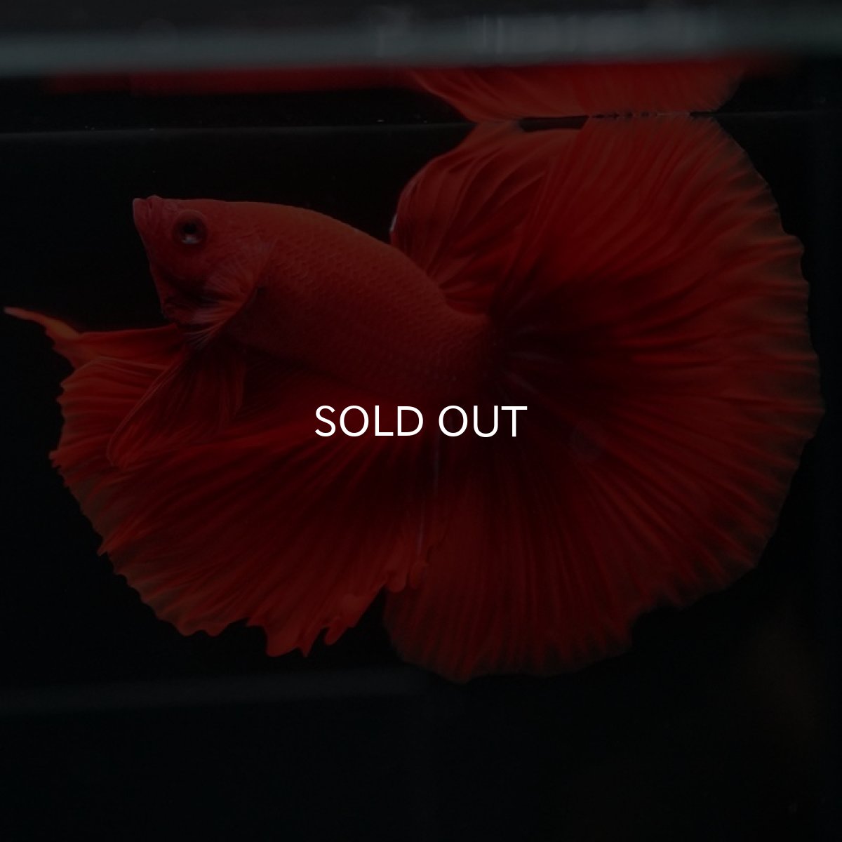 画像4: HM　ソリッドレッド (4)