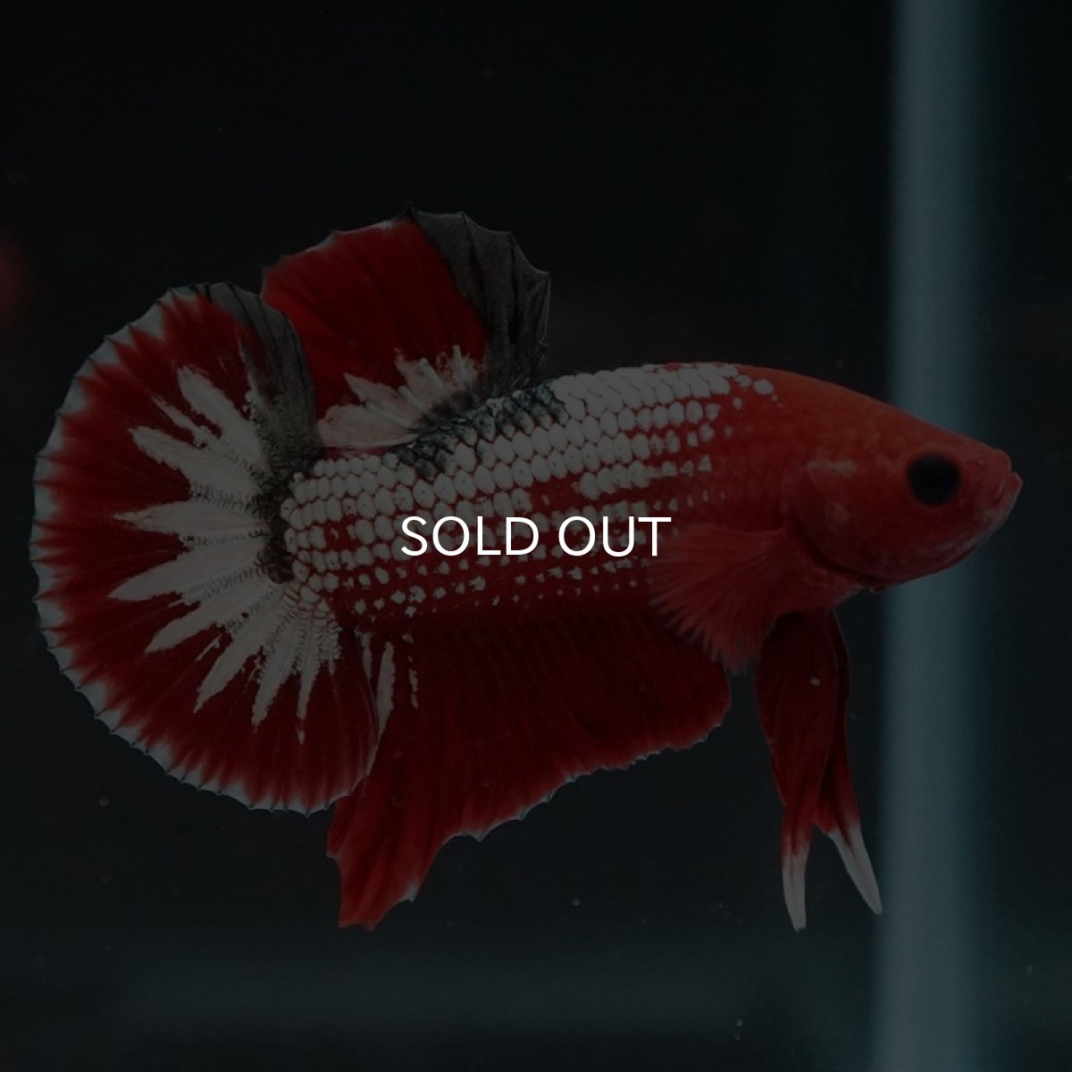 画像4: HMPK ヘルボーイホワイトスケール (4)