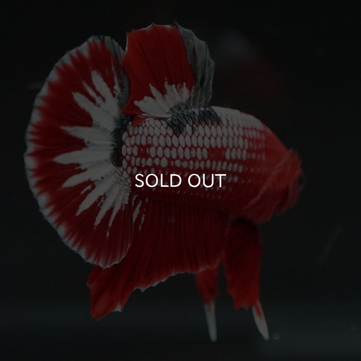 画像3: HMPK ヘルボーイホワイトスケール (3)