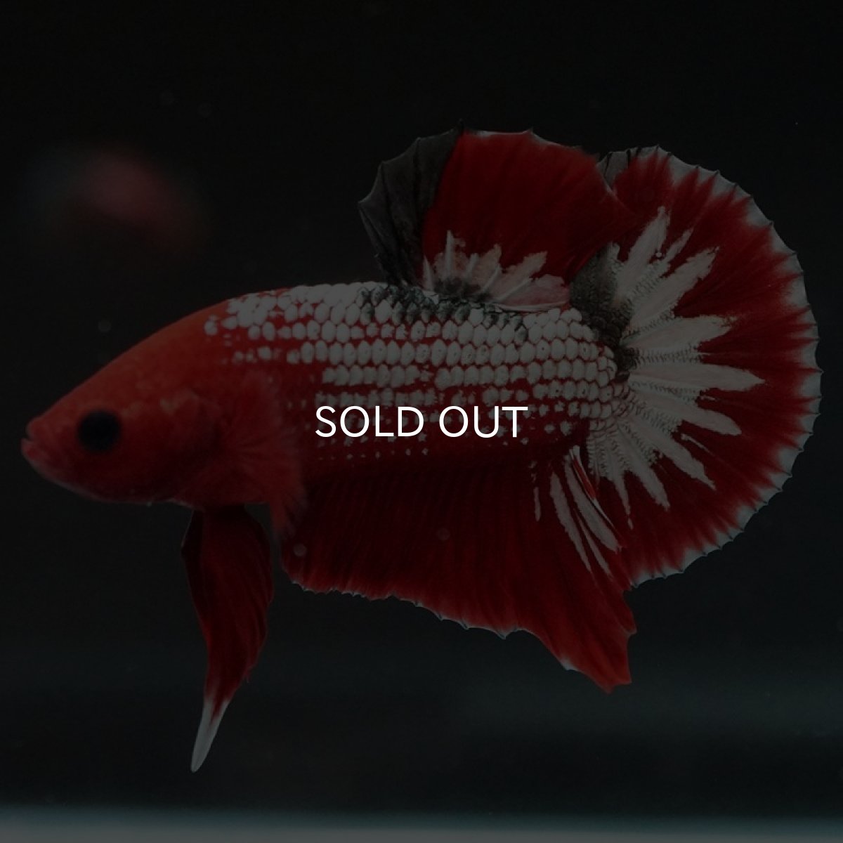 画像2: HMPK ヘルボーイホワイトスケール (2)