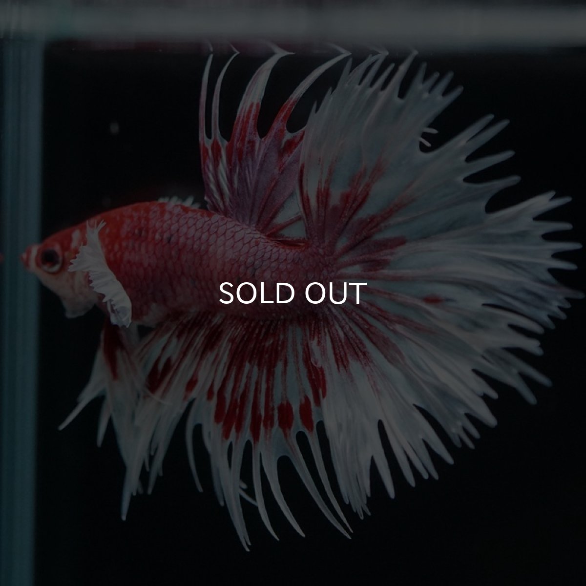 画像3: CT ダンボ レッドファンシー (3)