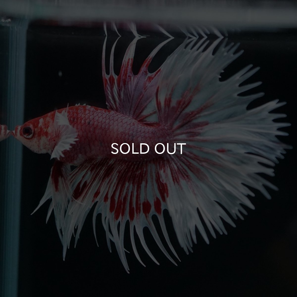 画像8: CT ダンボ レッドファンシー (8)