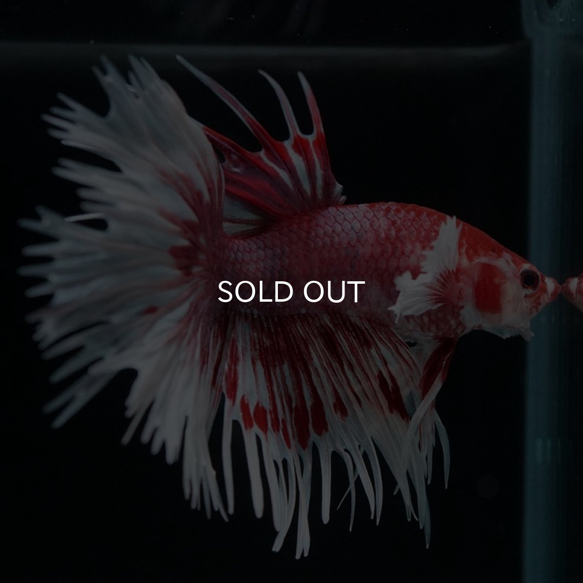 画像2: CT ダンボ レッドファンシー (2)