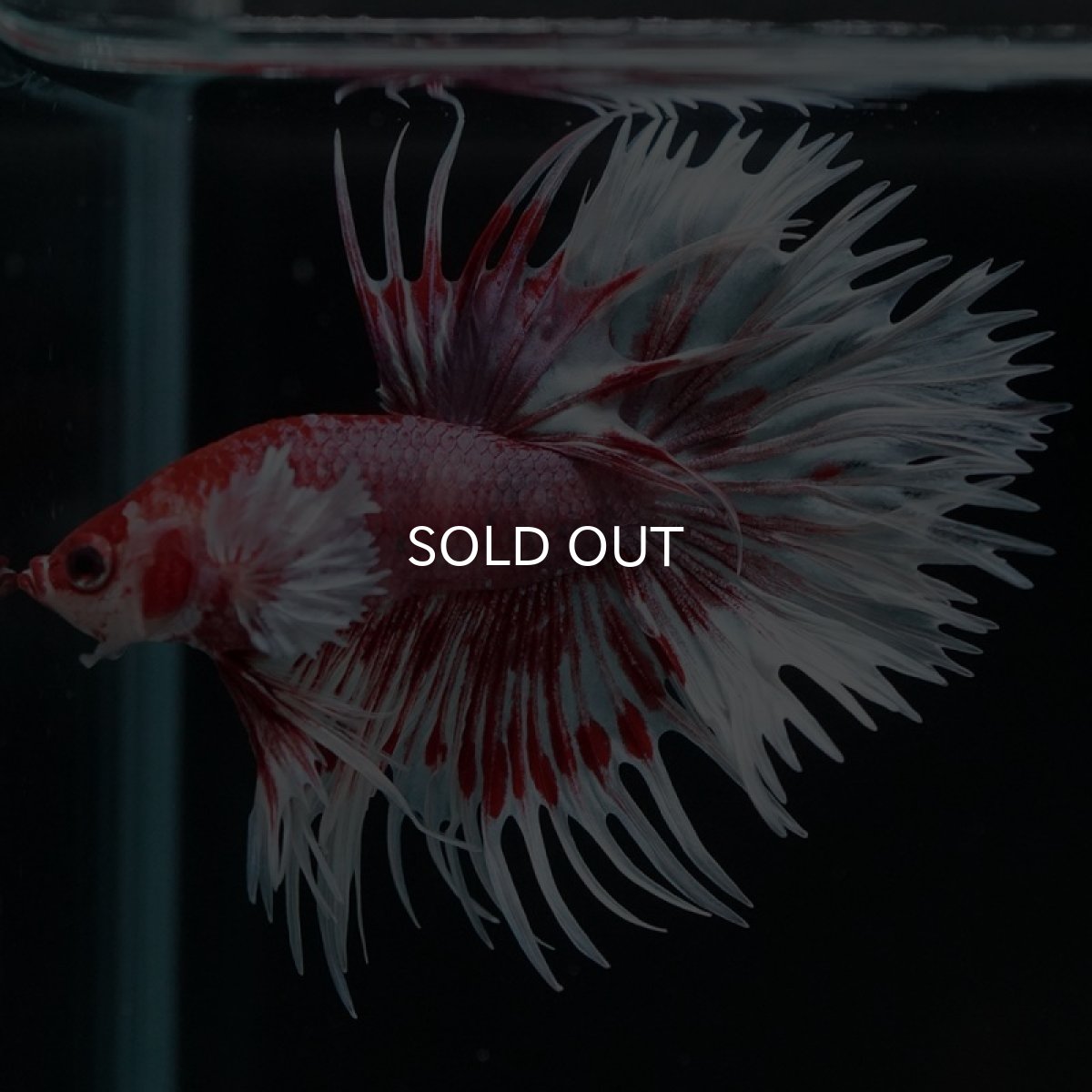 画像4: CT ダンボ レッドファンシー (4)