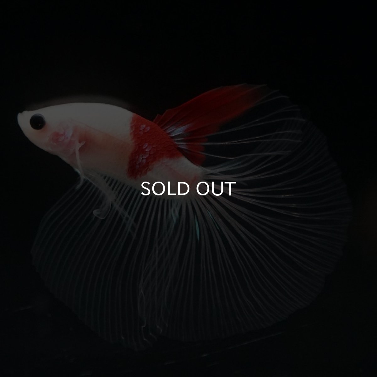 画像5: HM  紅白　クリアフィン (5)