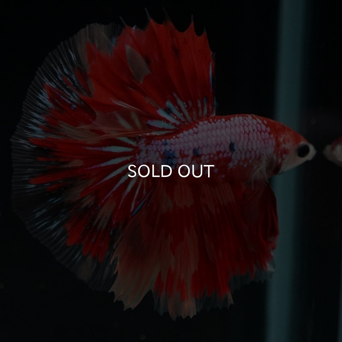 画像7: HM  レッドファンシー (7)