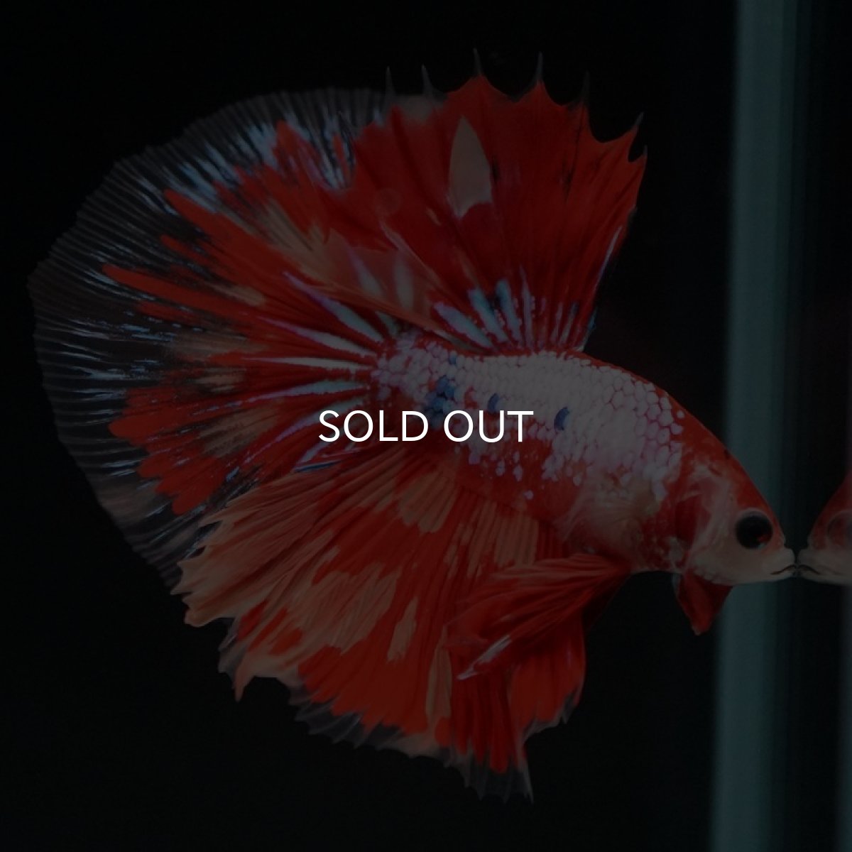 画像2: HM  レッドファンシー (2)