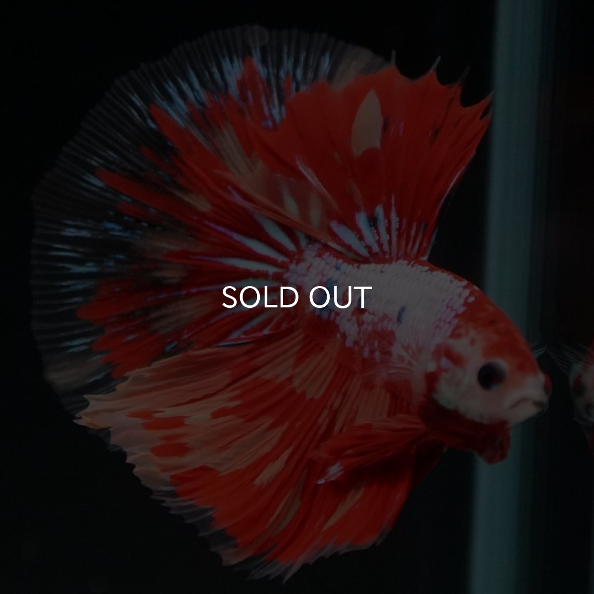 画像6: HM  レッドファンシー (6)