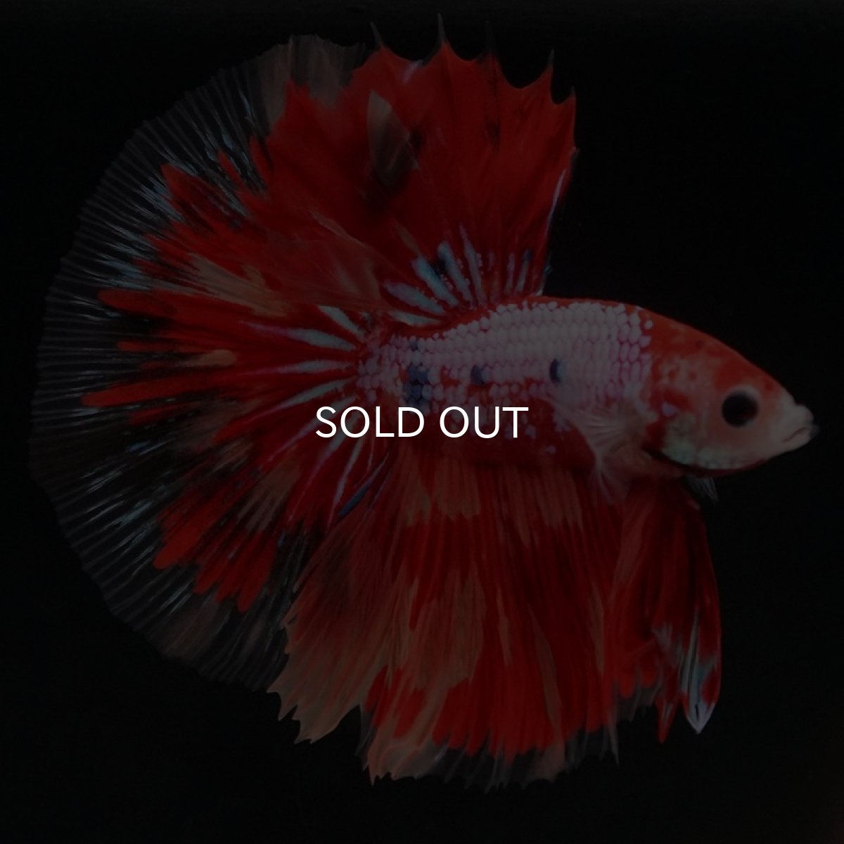 画像4: HM  レッドファンシー (4)