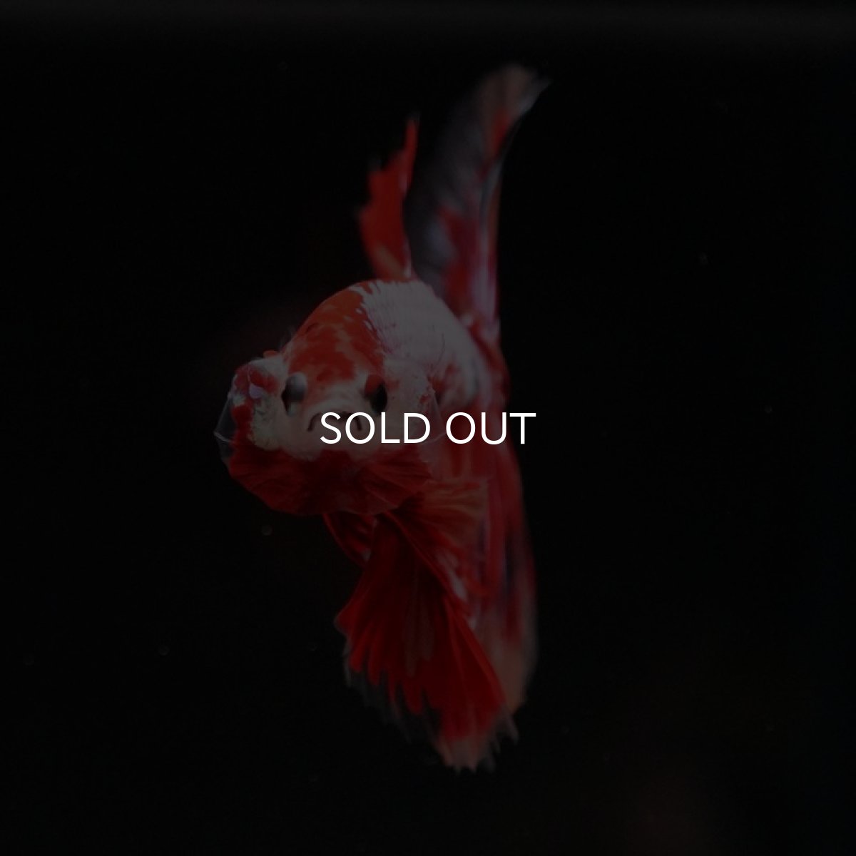 画像3: HM  レッドファンシー (3)