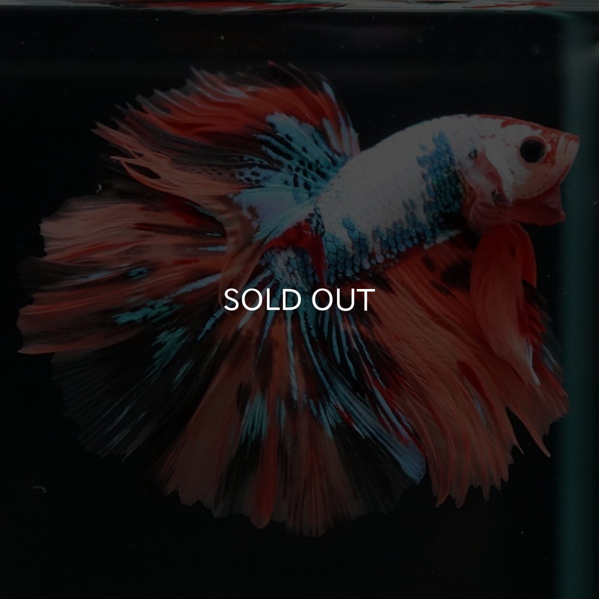 画像5: HM  キャンディレインボー　ローズテール (5)