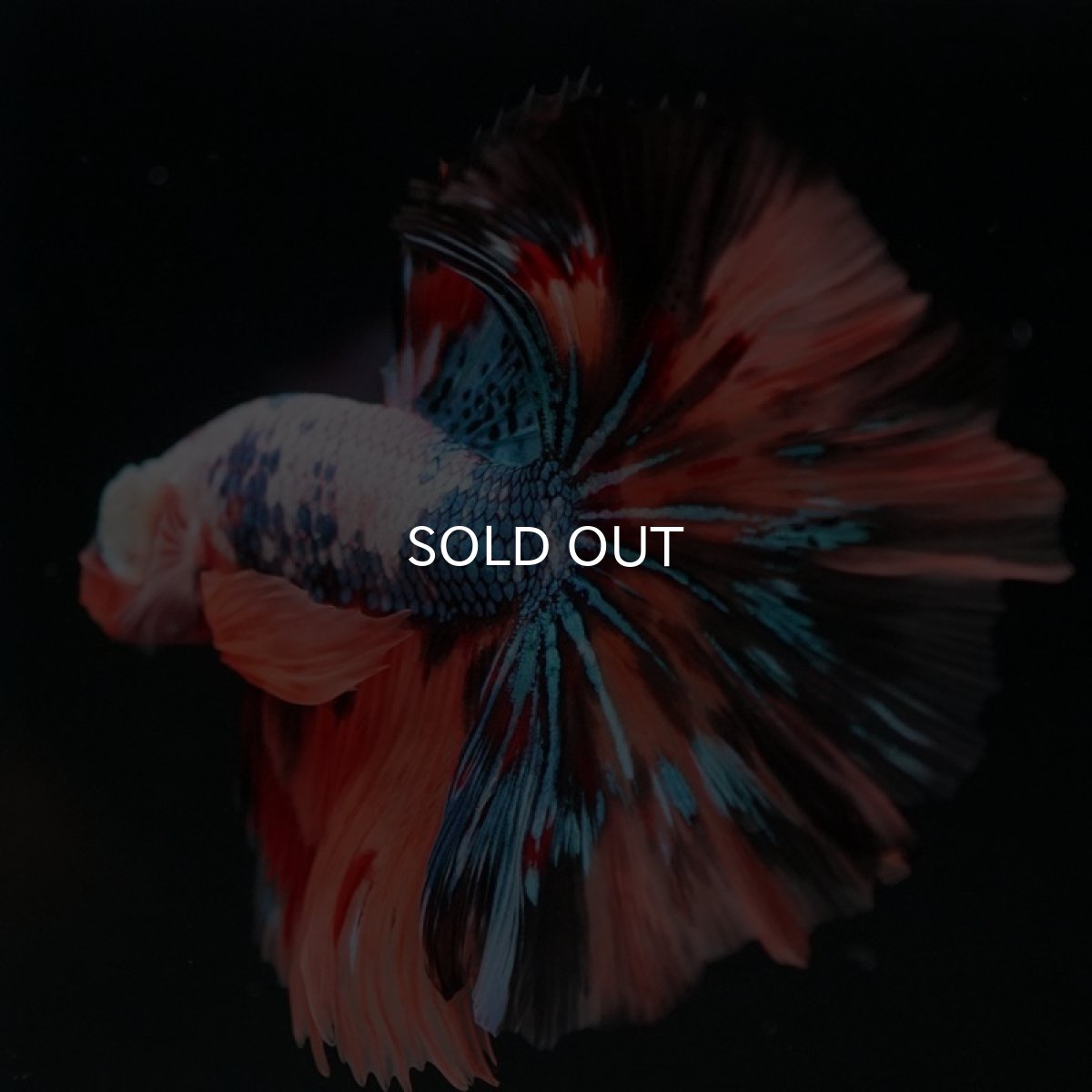 画像4: HM  キャンディレインボー　ローズテール (4)