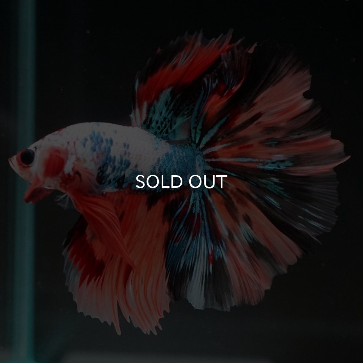 画像3: HM  キャンディレインボー　ローズテール (3)