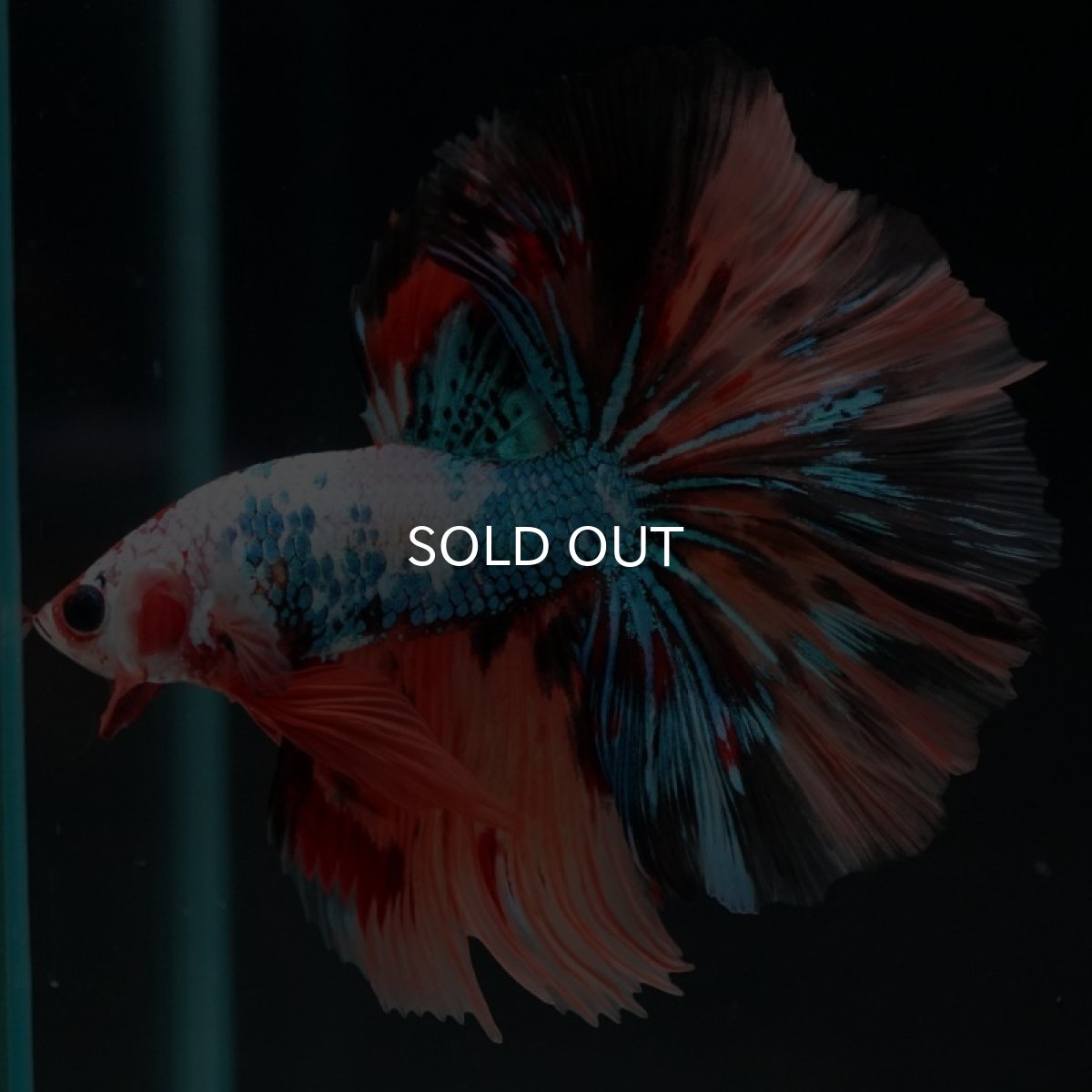 画像2: HM  キャンディレインボー　ローズテール (2)