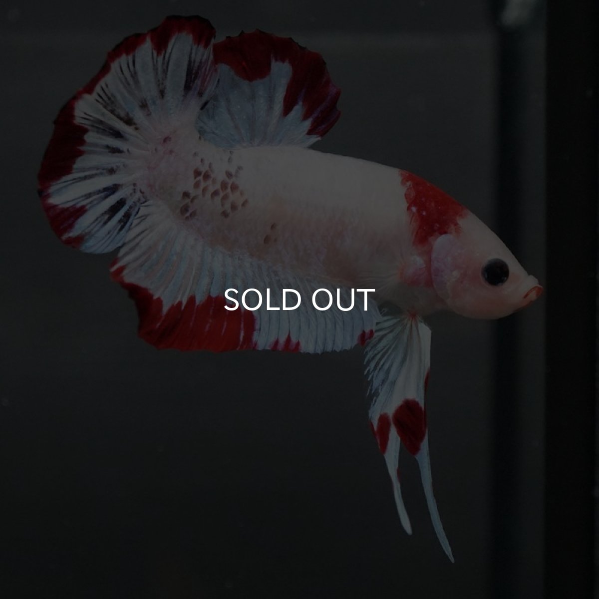 画像2: GHMPK ホワイトファンシー (2)